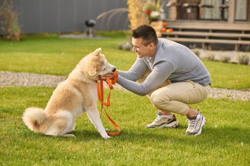 A dog owner is playing with his dog in the yard.