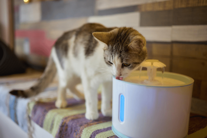 A cat using the automatic water fountain