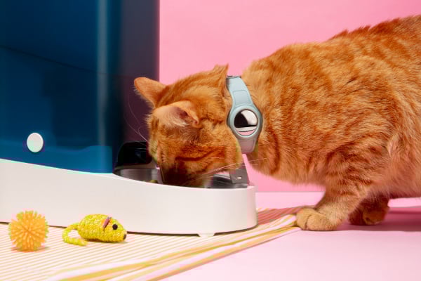 A cat with a smart collar is eating from an eletric feeder, with few toy mice and toy balls beside.
