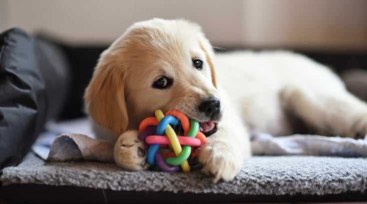 A puppy is playing with a chewy toy